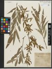 Foto von Salix alba L.